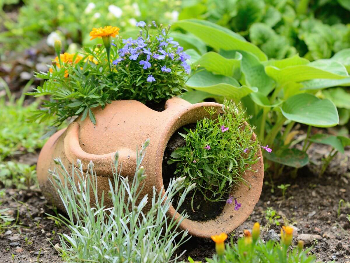 Ceramic pot with colourful flowers growing out of it.
