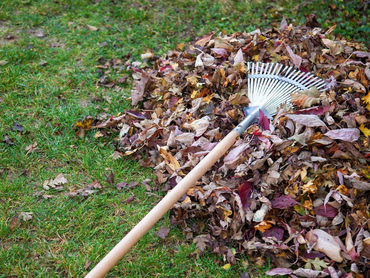 A rake resting on a pile of dead leaves in grass
